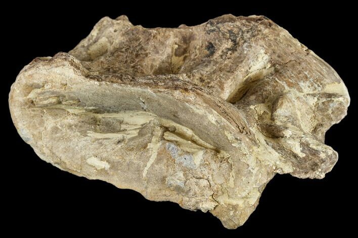 cretaceous Fossil Fish (Xiphactinus) Vertebra - Kansas #113017